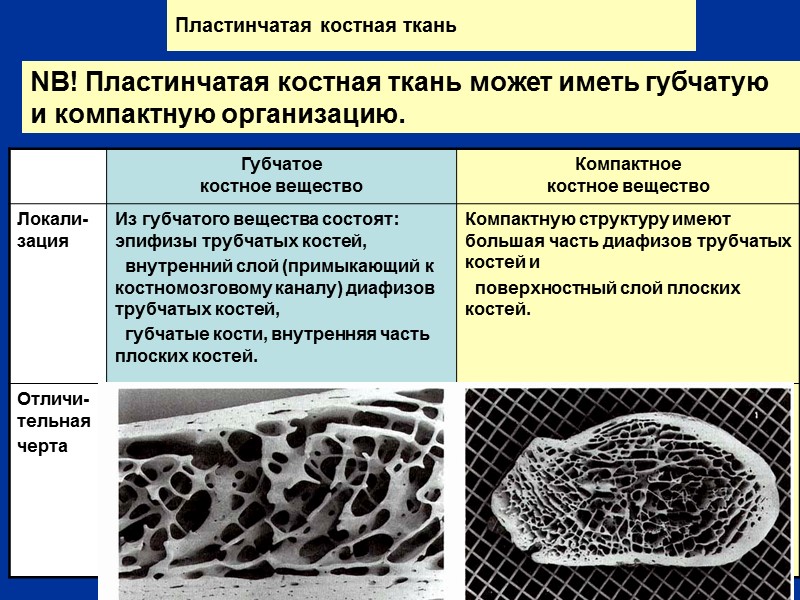 Пластинчатая костная ткань  NB! Пластинчатая костная ткань может иметь губчатую и компактную организацию.